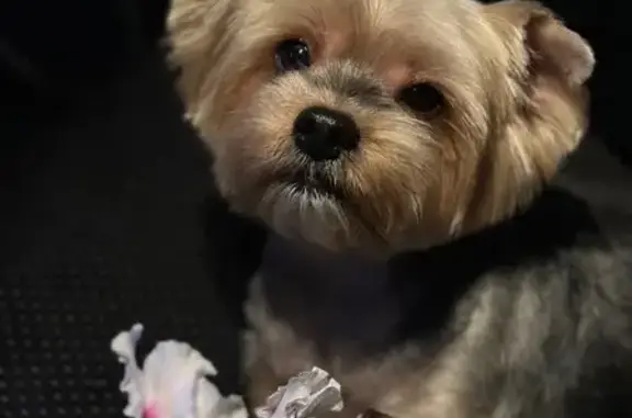 Собаки потеряшки, Совхозный, фото: Потеряшка собака, Комбинатская 12, Совхозный