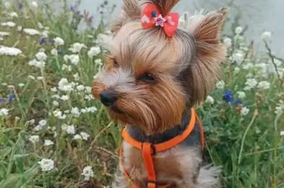 Пропала собака на Лесопарковой, 38