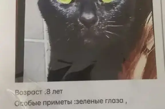 Пропала кошка, Институтская ул., Нахабино