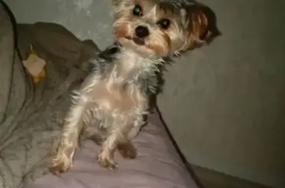 Пропала собака, ул. Ленина, Нефтекамск