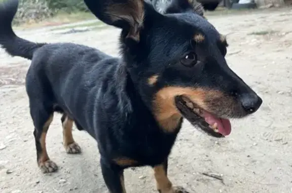 Собака найдена: ул. Салтыкова-Щедрина, 34