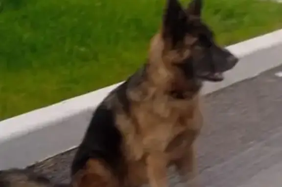 Найдена собака, , фото: Овчарка найдена, Юматовский с/с, Башкортостан