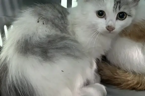 Кошки потеряшки, Горно-Алтайск, фото: Потеряшка кошка, ул. Сухова, 2, Г-Алтайск