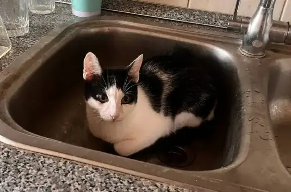 Кошки потеряшки, Ульяновск, фото: Потеряшка кошка, Камышинская улица, Ульяновск