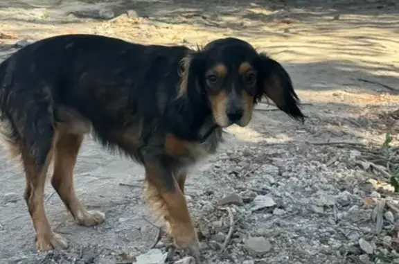 Собака найдена: ул. Мичурина, 109, Саратов