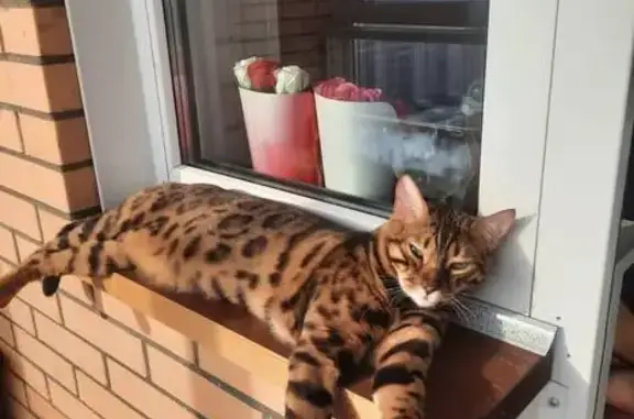 Кошки потеряшки, Новосибирская область, фото: Потеряшка кот, СНТ Радуга, Красный Яр