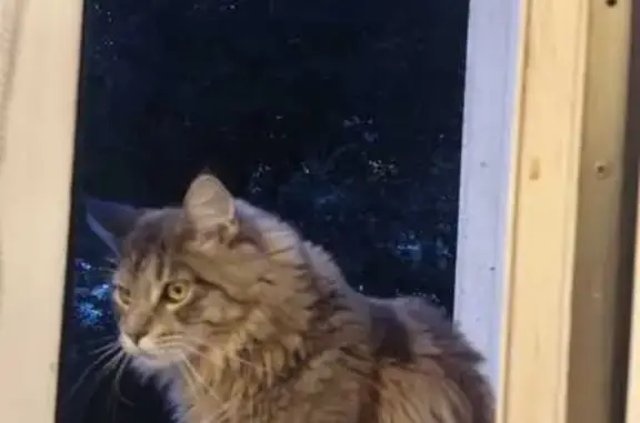 Кошки потеряшки, Томск, фото: Потеряшка кошка, ул. Ференца Мюнниха, 42