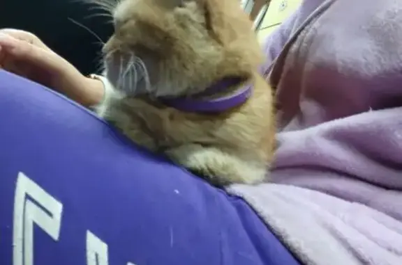 Найдена кошка, Кемеровская область, фото: Найдена кошка, Новокузнецк, Кемерово