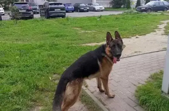 Собака найдена, ул. Аксакова 137, Калининград