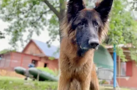 Собаки потеряшки, Самара, фото: Потеряшка овчарка, Земледельческая 20