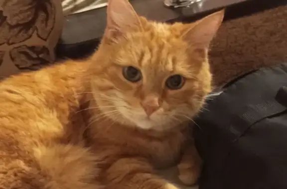 Пропала кошка, ул. Проф. Благих, Челябинск