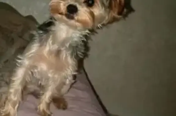 Пропала собака, ул. Ленина 46, Нефтекамск