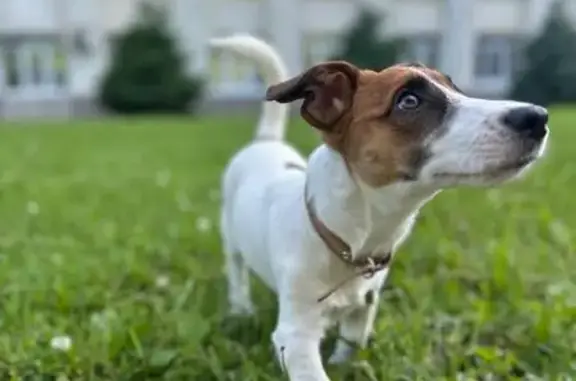 Собаки потеряшки, Краснодар, фото: Потеряшка собака, Базовская 57, Краснодар