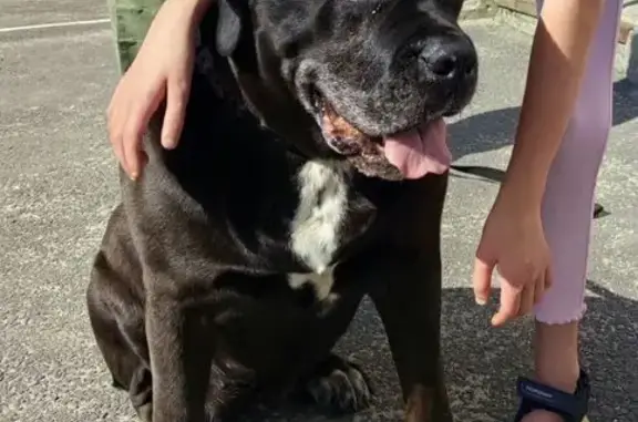 Пропала собака в Кильдинстрое, Мурманск