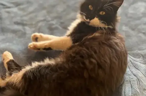 Найдена кошка, , фото: Котик найден: Каштановая ул., с1А, Оболдино