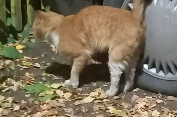Кошка найдена: ул. Железнодорожников, 31