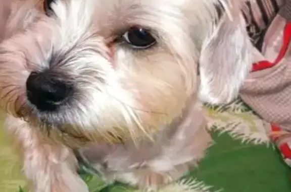 Пропала собака, Новодмитриевская ул., Краснодар