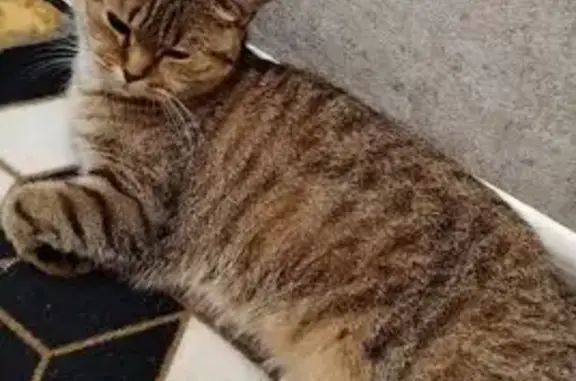 Найдена кошка, Автомеханическая 11, НН