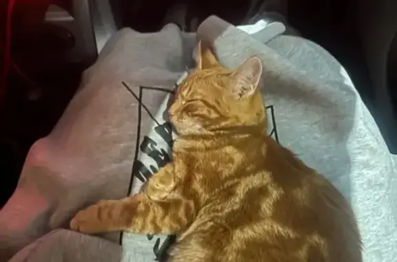 Кошки потеряшки, Тюмень, фото: Потеряшка кошка, ул. Трофимовой, 1, Тюмень