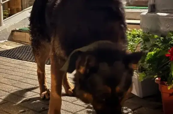 Овчарка в Бутово Парке, 23 к1