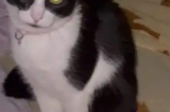 Пропала кошка, Южное шоссе 89, Тольятти