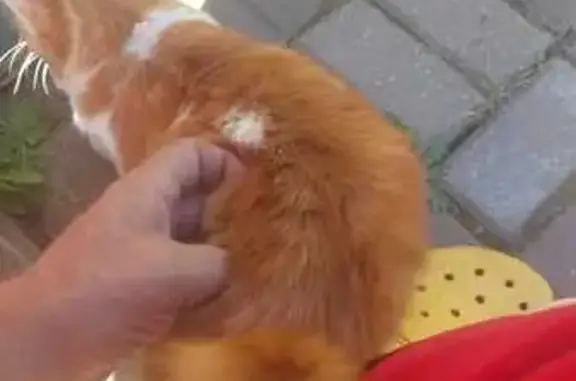 Найдена кошка, , фото: Кошка найдена на ул. Московская, Бронницы