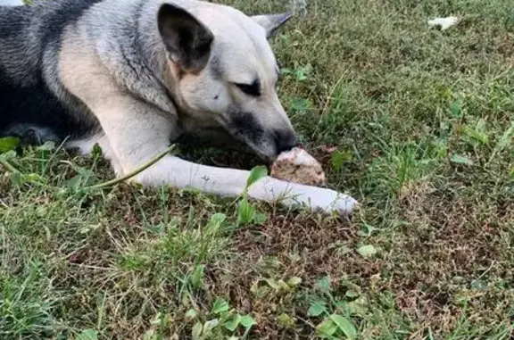 Пропала собака в Воронеже vk.com/wall-202120666_101494