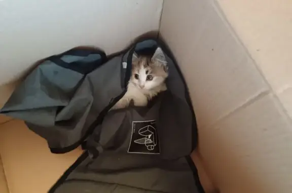 Котик 2 мес. ищет дом, ул. Пирогова 1Т