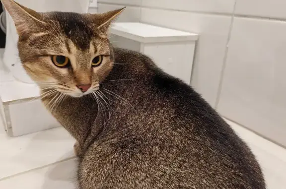 Найдена кошка, Волжский, фото: Кошка найдена: ул. Мира, 27, Волжский