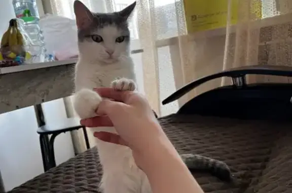 Кошки потеряшки, Вологда, фото: Потеряшка кошка, Карла Маркса 123, Вологда