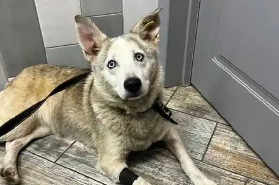 Собаки потеряшки, Наро-Фоминск, фото: Потеряшка собака, Наро-Фоминск, ул. Куркоткина