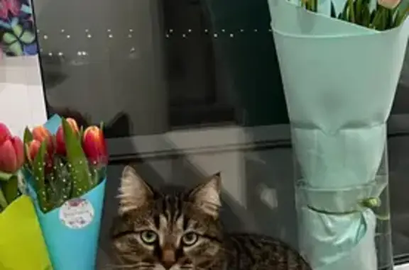 Пропала кошка, ул. Гидростроителей, НЧ