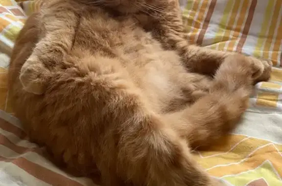 Кошки потеряшки, Санкт-Петербург, фото: Потеряшка рыжий кот, Красносельское шоссе 44к3