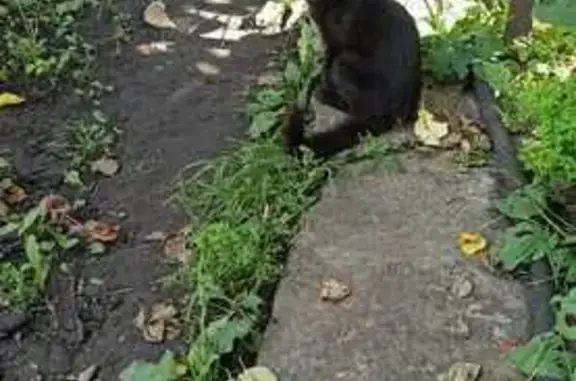 Пропала чёрная кошка, ул. Чапаева, Орёл