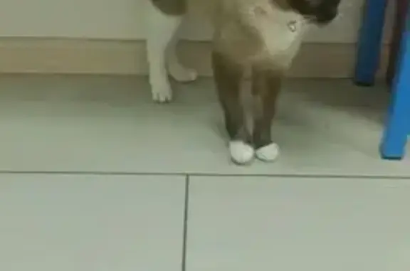 Найдена сиамская кошка, 4-й Сыромятнический, Москва