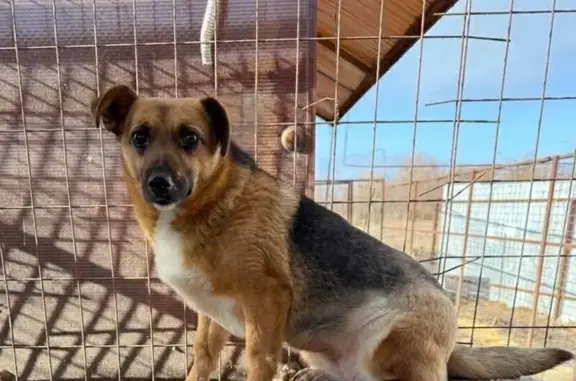 Собаки потеряшки, Саратов, фото: Потеряшка собака в Саратове, 1-й Увекский, 101