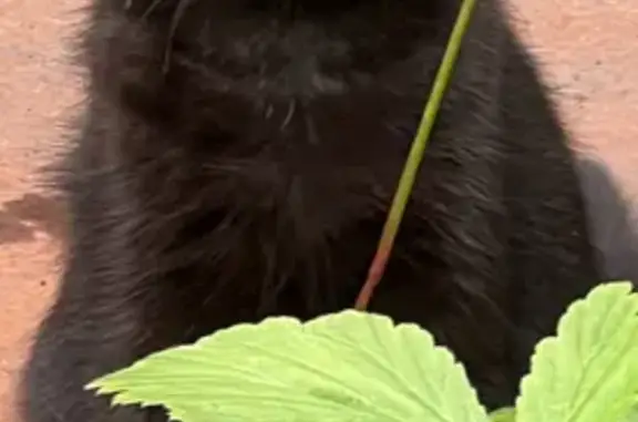 Пропал котенок, ул. Беляева, 17, Пенза