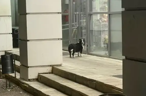 Собака у Магнита, Ибрагимова 83А, Казань