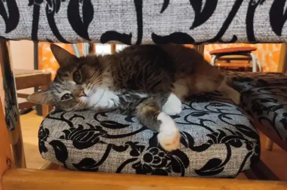 Кошки потеряшки, , фото: Потеряшка кошка, ул. Революционная, Ижевск