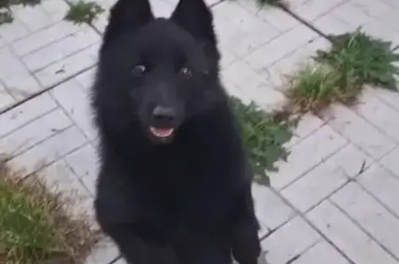 Собаки потеряшки, , фото: Потеряшка собака, Ореховка, Татарстан