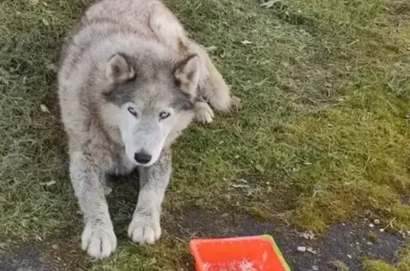 Найдена собака, Обнинск, фото: Хаски найдена: Киевское шоссе, 17, Обнинск