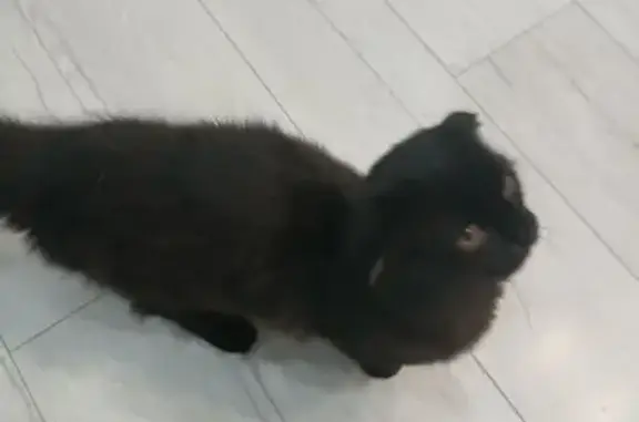 Кошка найдена: Сормовская ул., Краснодар