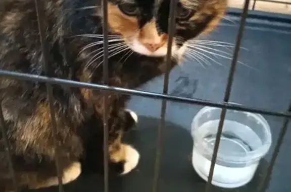 Найдена кошка, Сыктывкар, фото: Кошка найдена у Пятёрочки, Морозова 133