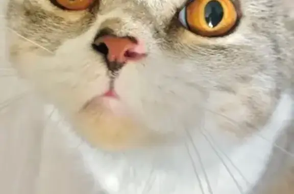 Найдена кошка, Краснокамск, фото: Кошка найдена: ул. Калинина, 15, Краснокамск