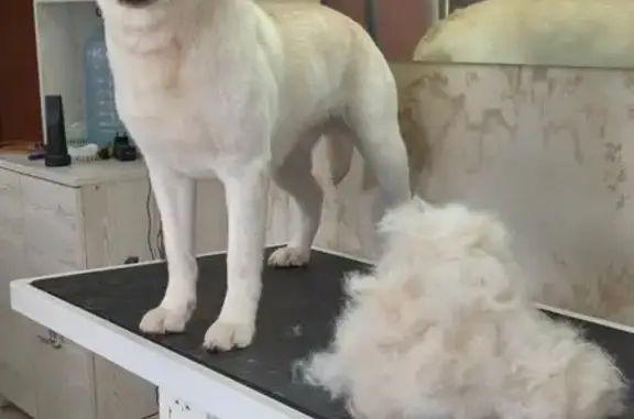 Собаки потеряшки, Балтийск, фото: Потеряшка собака, ш. Морской Пехоты, Балтийск