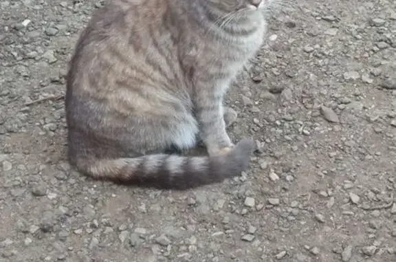 Кошки потеряшки, Рузаевка, фото: Потеряшка кошка, ул. Терешковой, 25, Рузаевка