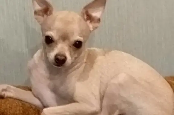 Собаки потеряшки, Ростов-на-Дону, фото: Потеряшка собака на Металлургической, Ростов-на-Дону