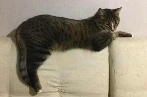 Кошки потеряшки, Московская область, фото: Потеряшка кошка, Юдино, МО