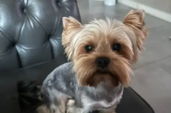 Пропала собака, ул. Красина, Виноградное