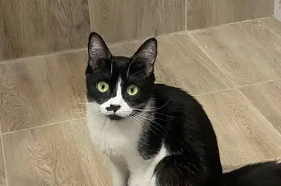 Пропала кошка, ул. Печёрского, 15/3, Ростов-на-Дону